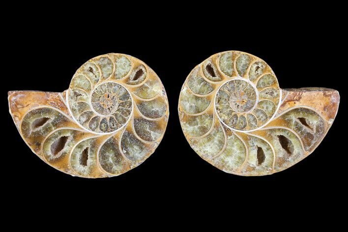 Cut & Polished, Agatized Ammonite Fossil - Jurassic #93525